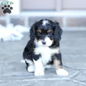 Skye, Cavapoo Puppy